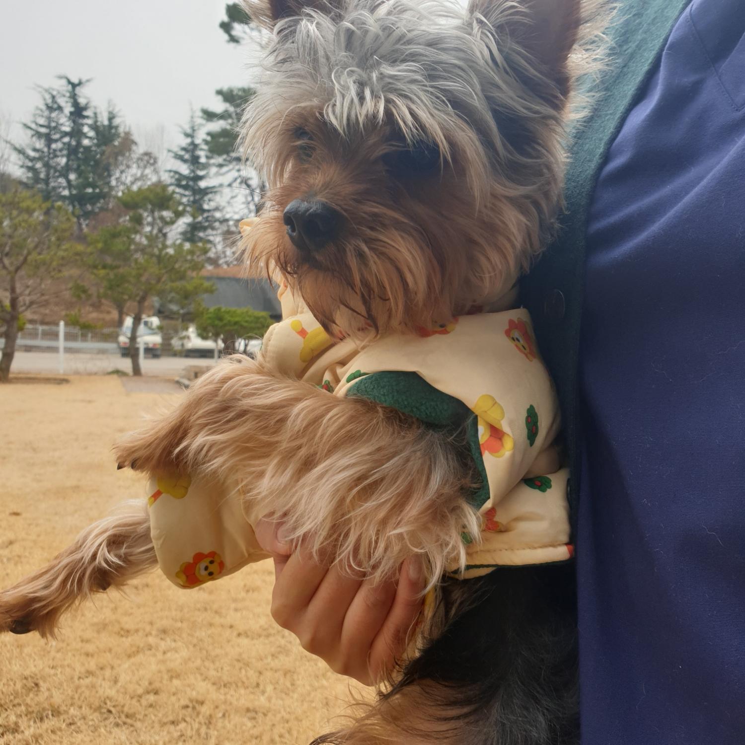 종료(입양) 요크셔…