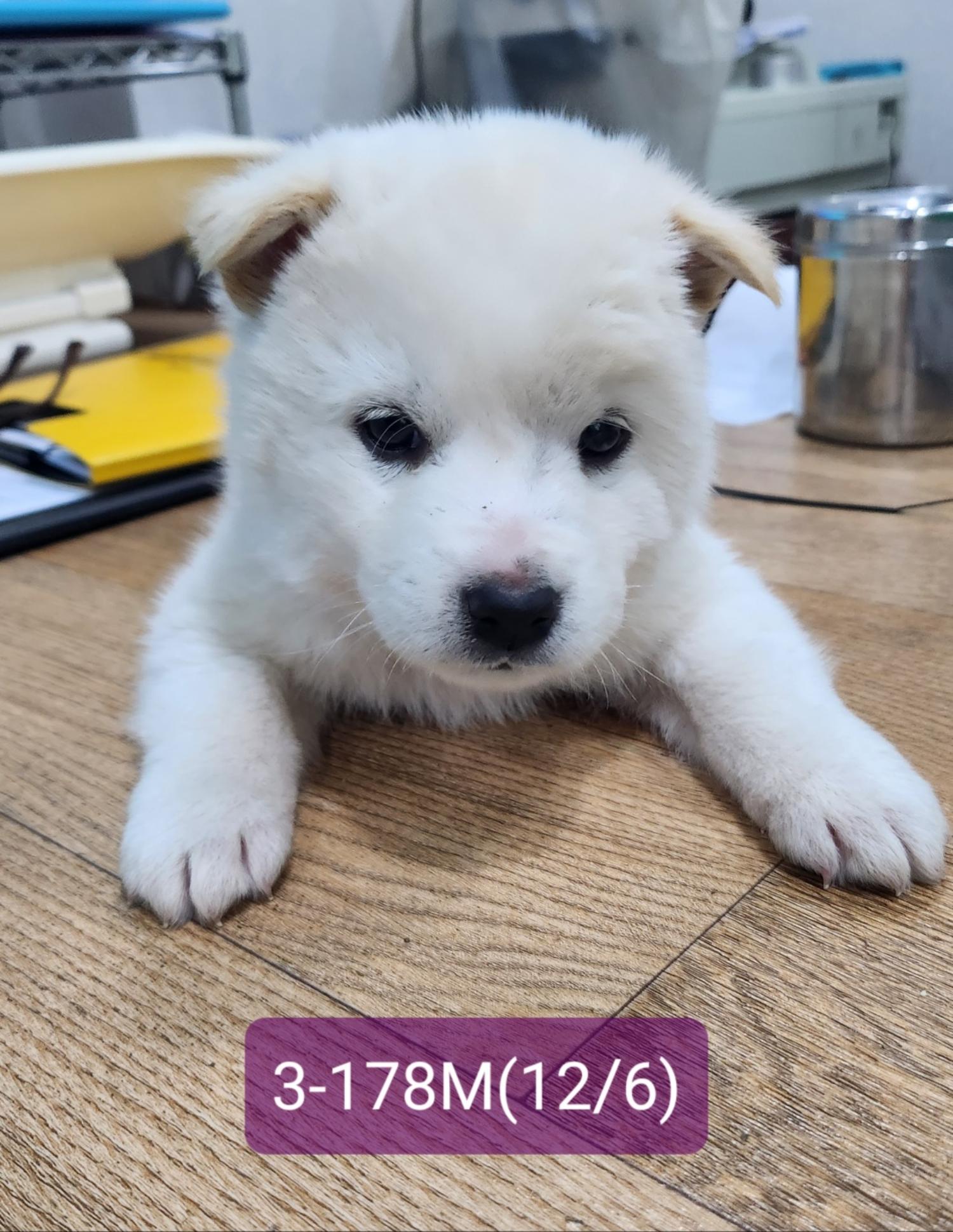 고성군유기동물보호소_448542202302497