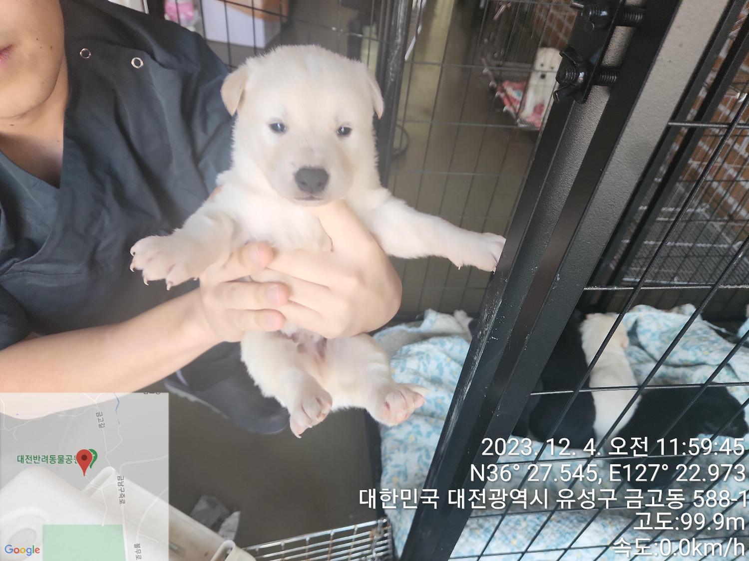 보호중 믹스견의 가…