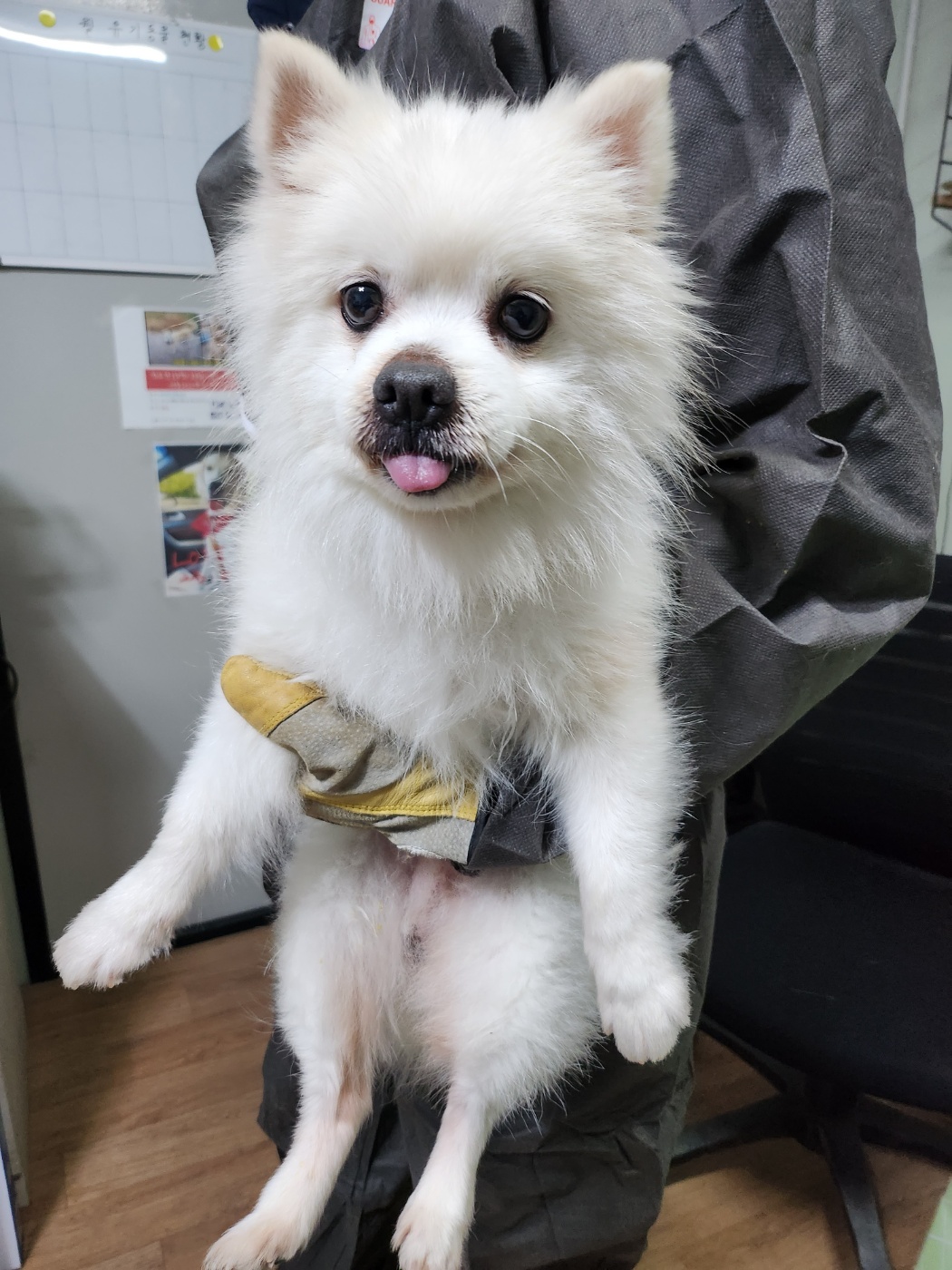 평택시유기동물보호소_441391202303149