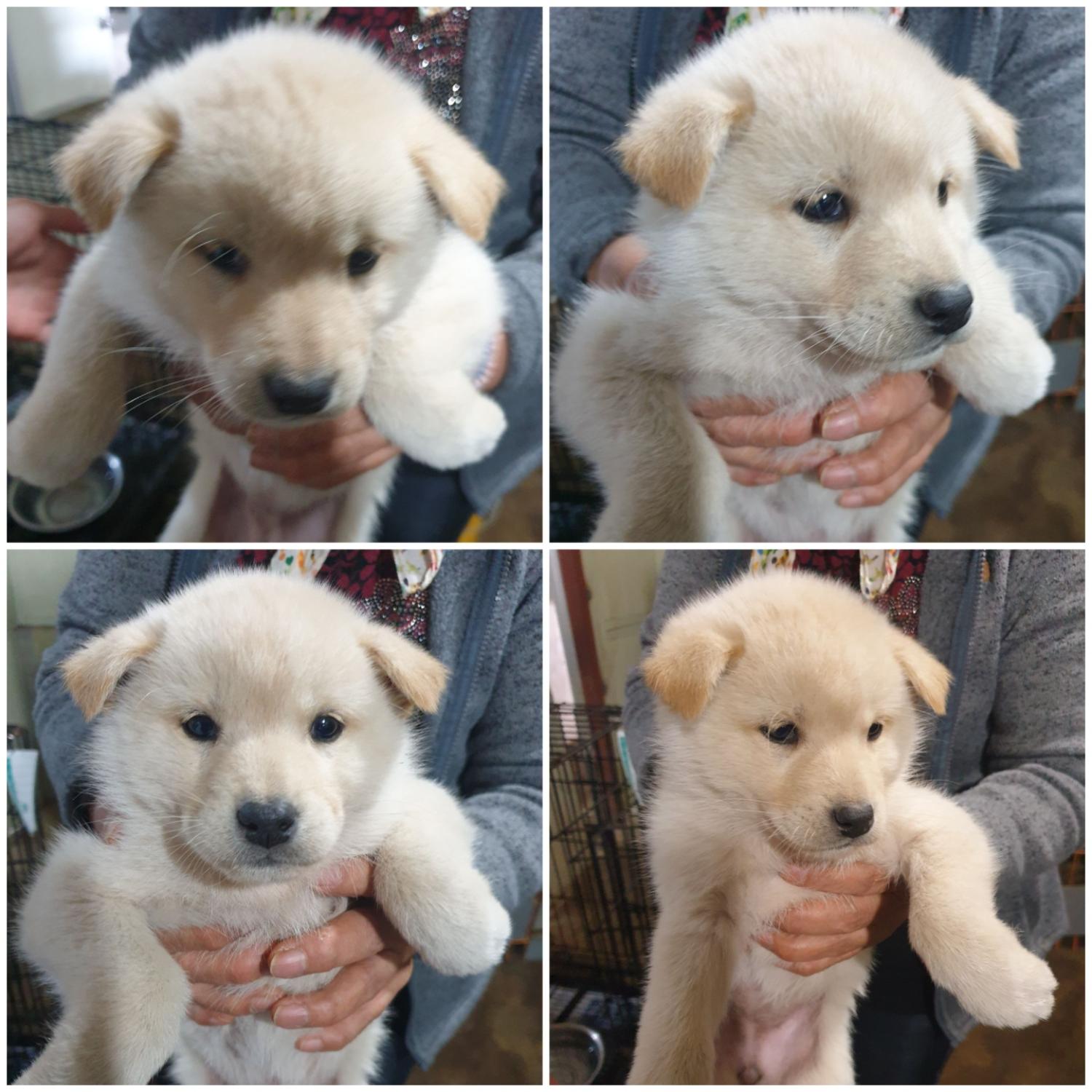 천안시유기동물보호소_444449202302406