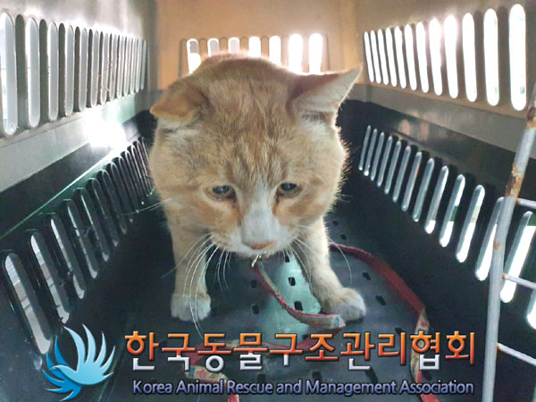 종료(안락사) 한국…
