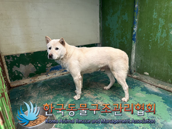 종료(안락사) 믹스…