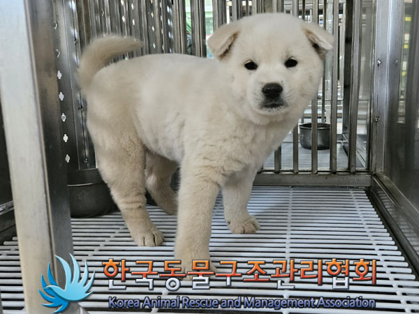 종료(안락사) 믹스…