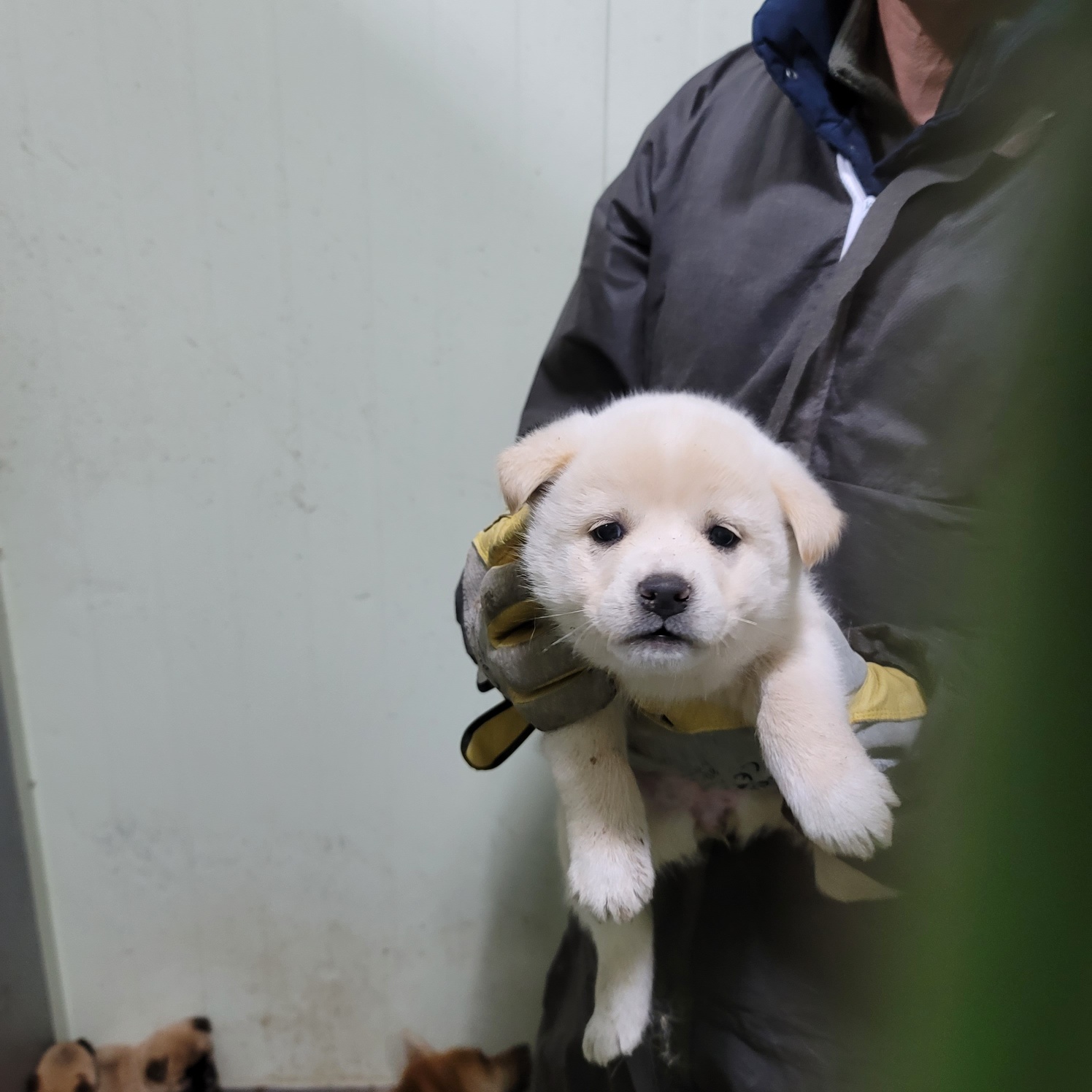 평택시유기동물보호소_441391202303151