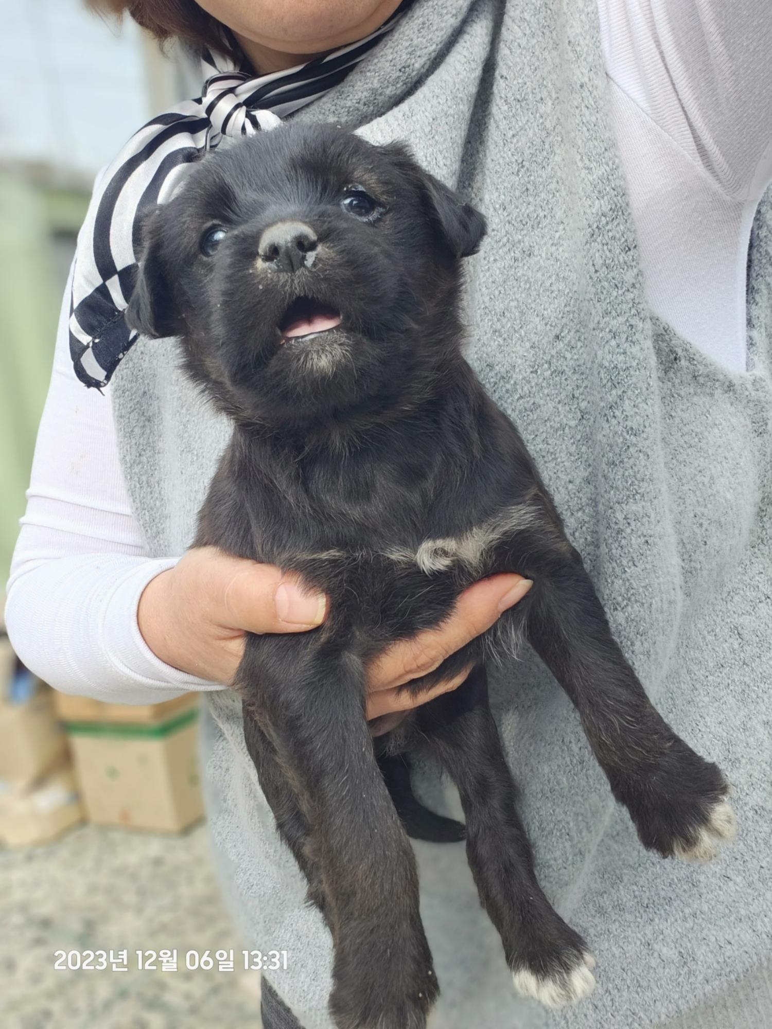 울산유기동물보호센터_431373202301463