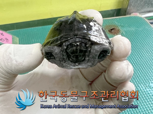 보호중 거북이의 가…