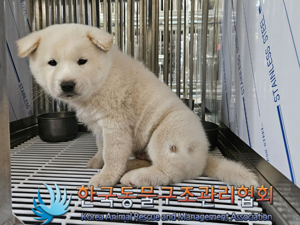 한국동물구조관리협회_441392202300269