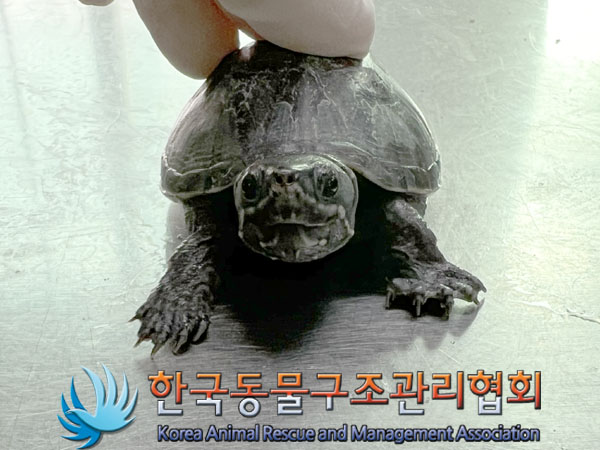 보호중 거북이의 가…