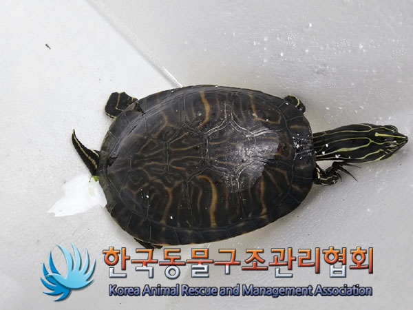 종료(안락사) 거북…