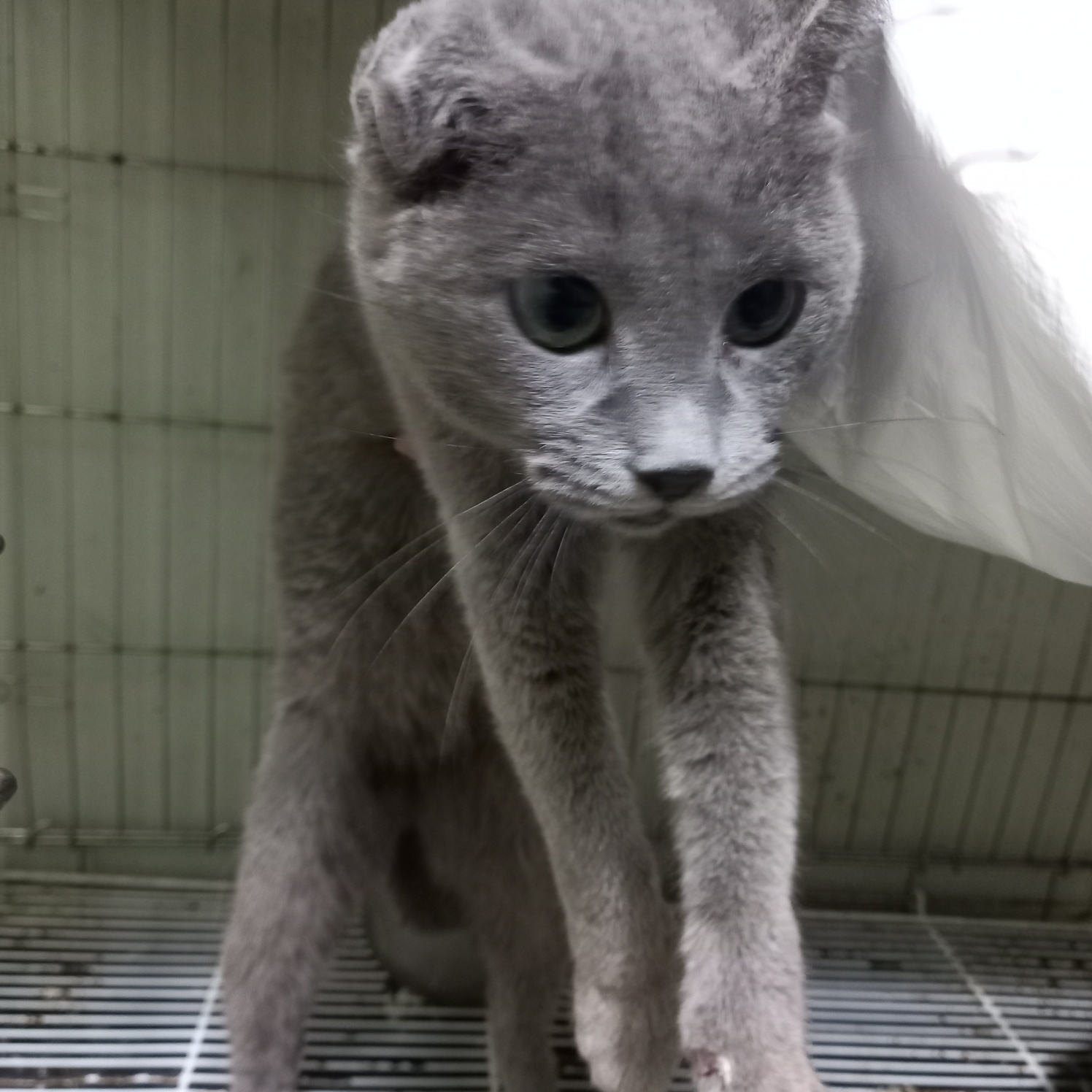 [고양이] 러시안 블루 경기-평택-2023-01612 유기동물 배경 이미지 입니다.