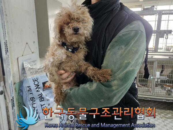 종료(안락사) 푸들…