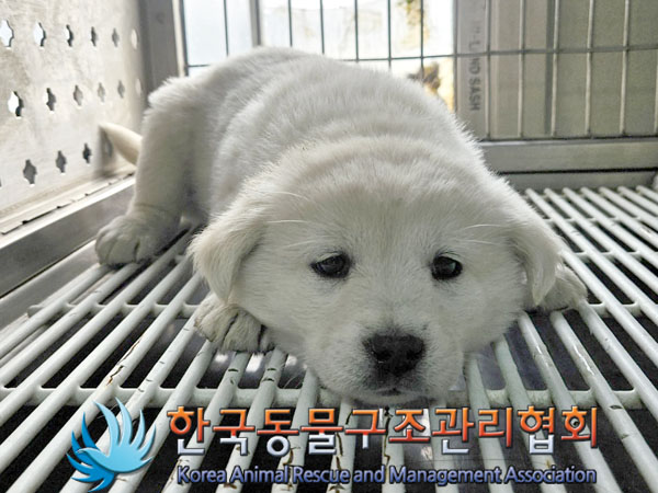 종료(안락사) 믹스…