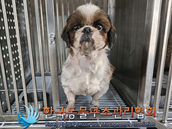 종료(반환) 시츄의…