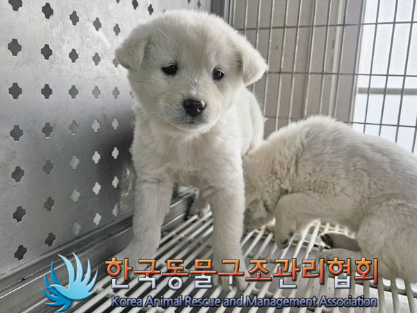 종료(안락사) 믹스…