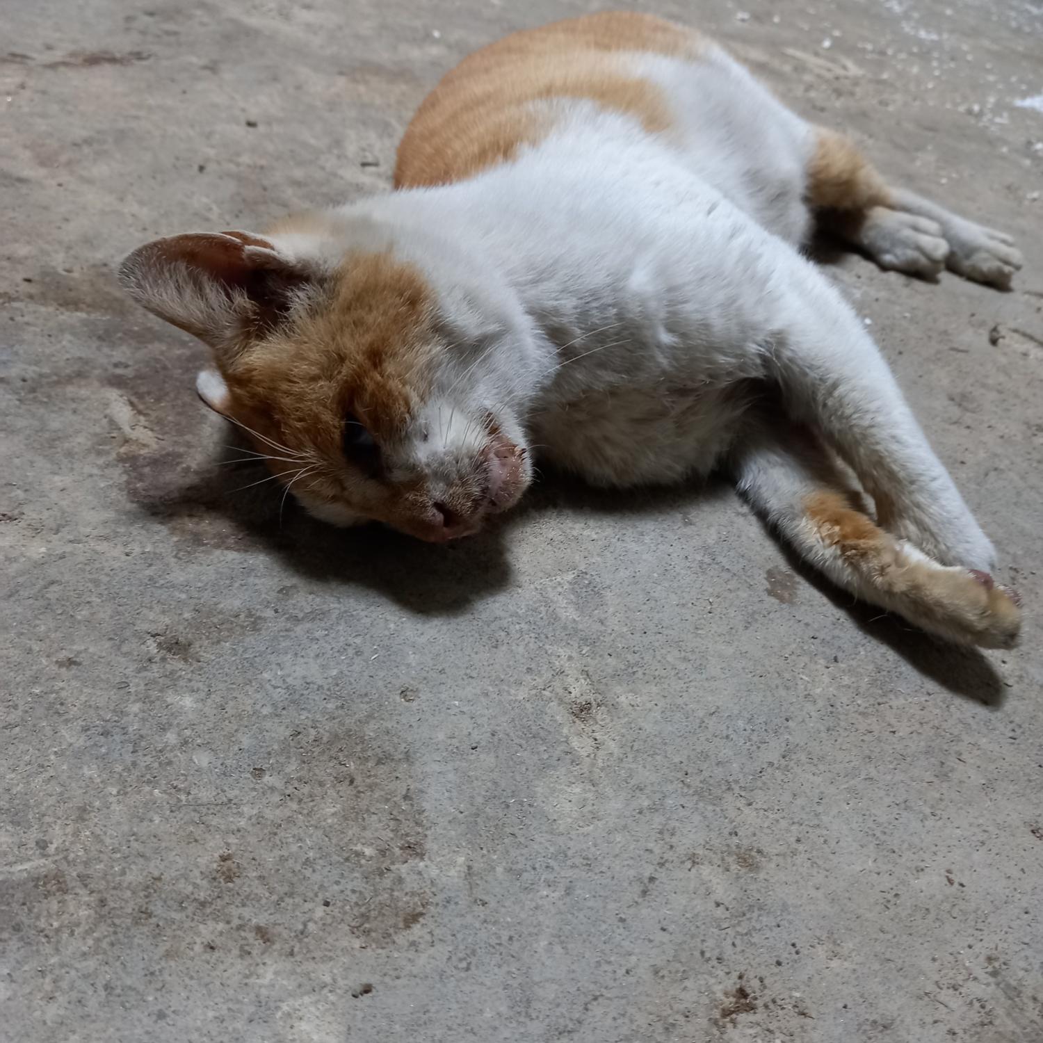 종료(자연사) 한국…