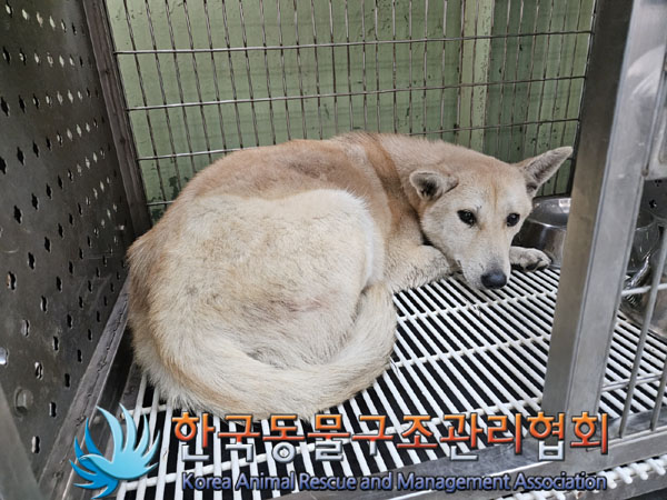 한국동물구조관리협회_441559202301294