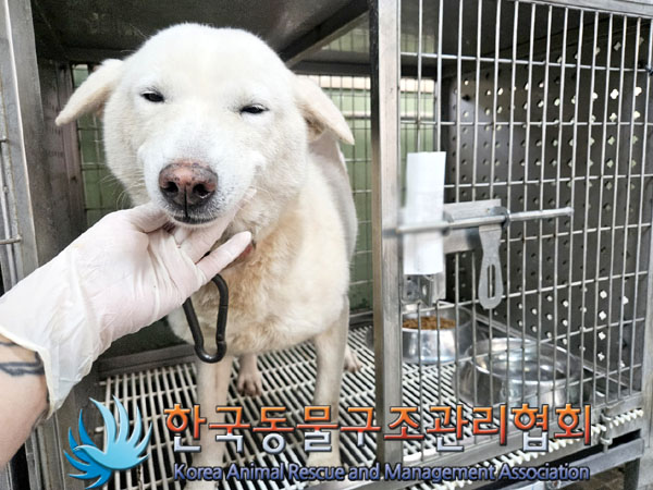 종료(안락사) 믹스…