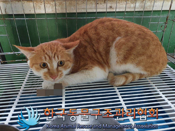 종료(안락사) 한국…