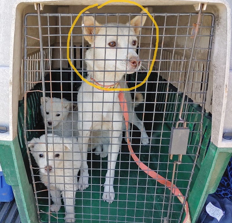 마산유기동물보호소_448528202301469