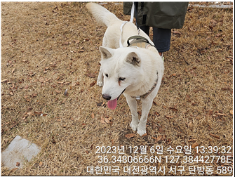 종료(반환) 진도견…