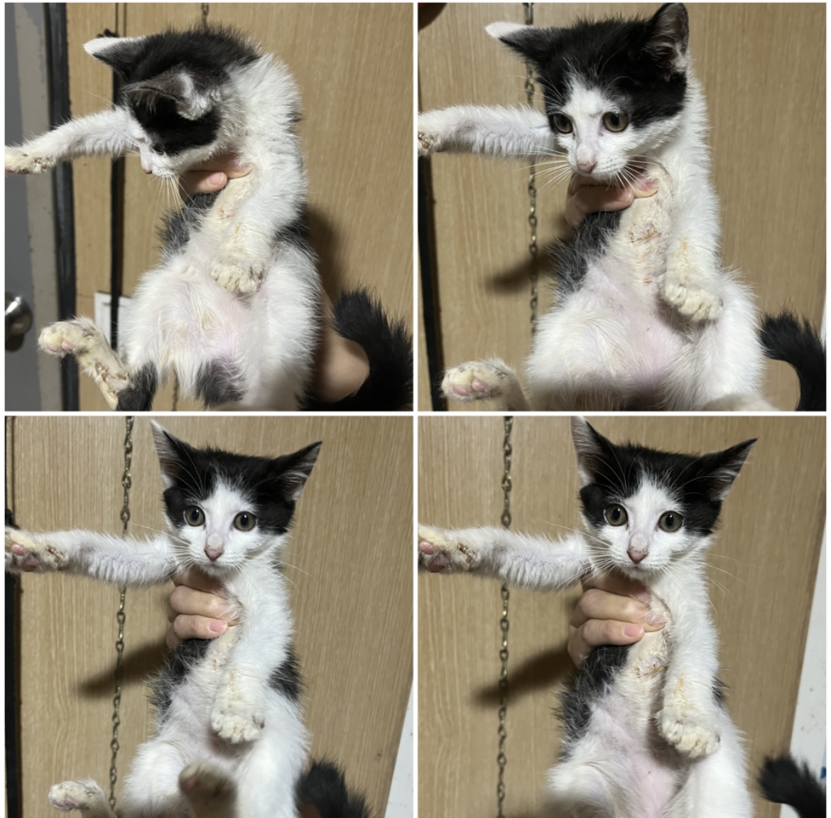 천안시유기동물보호소_444449202302409