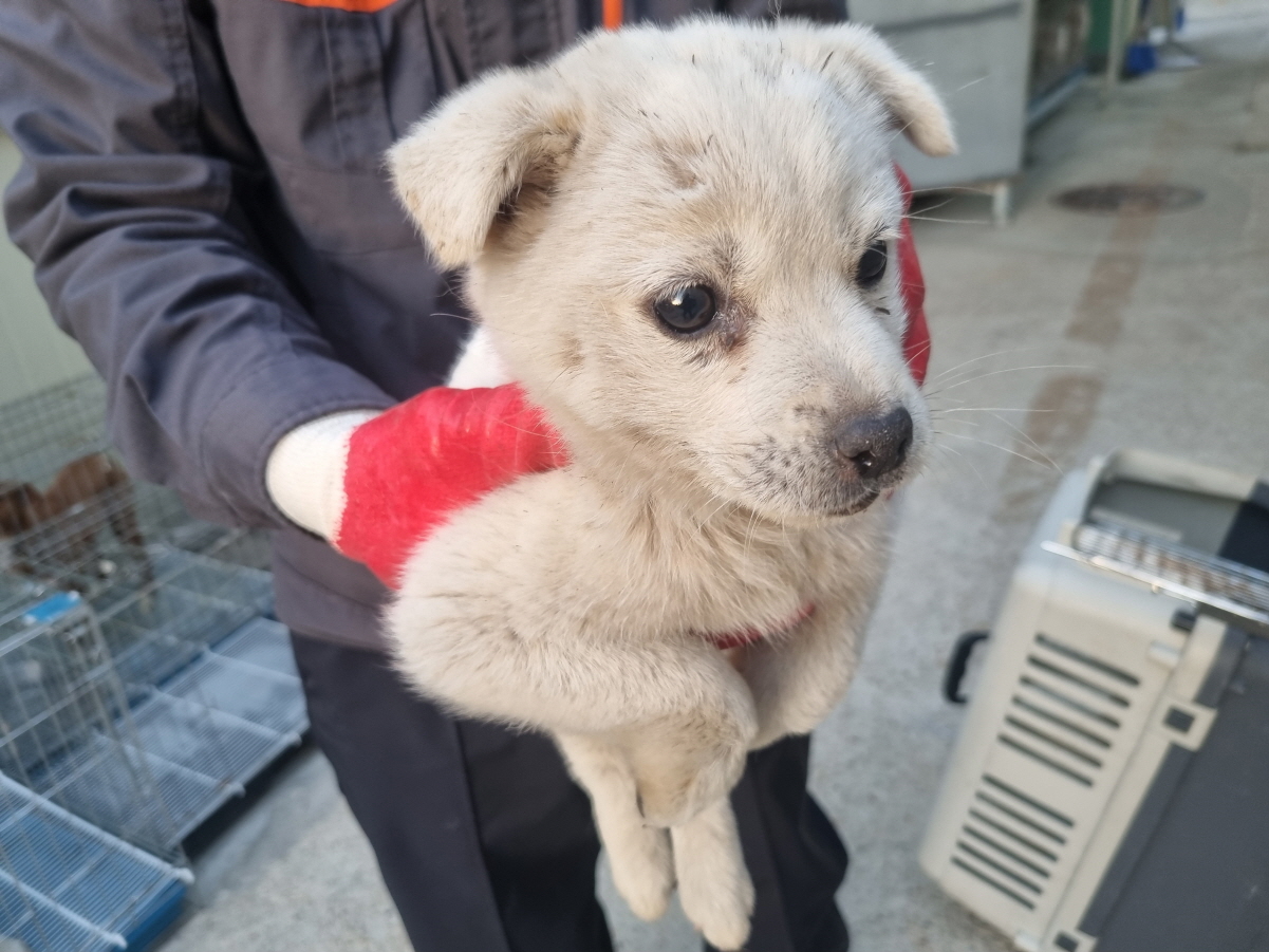 양산시 동물보호센터_448538202300835