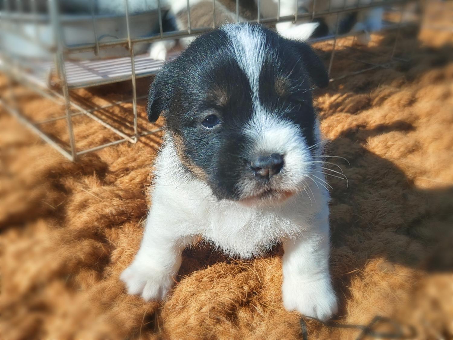 동해시유기동물보호소_442421202300282