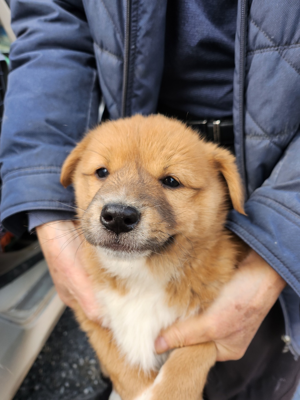 예산동물보호센터_444461202300783