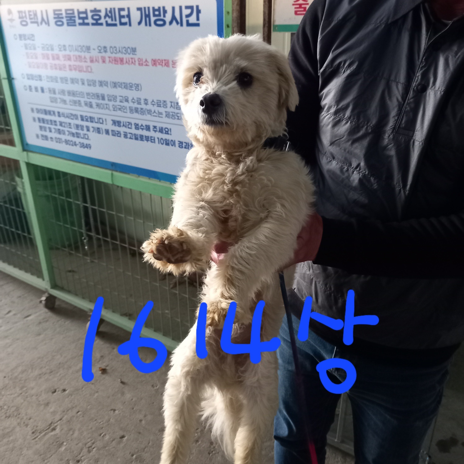 보호중 믹스견의 가…
