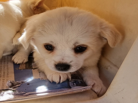 원주유기동물보호센터_442419202300718