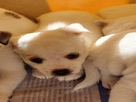 원주유기동물보호센터_442419202300717
