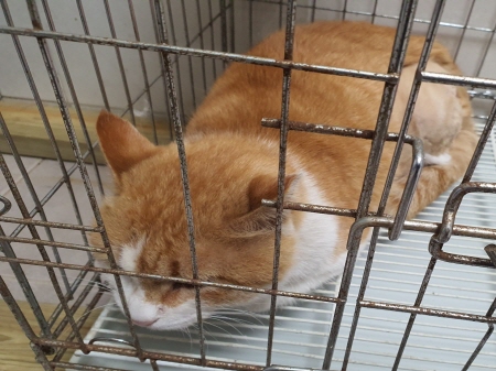 원주유기동물보호센터_442419202300726