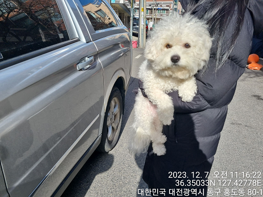 종료(반환) 비숑 …