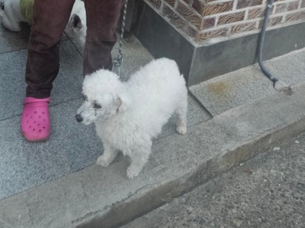 창원유기동물보호소_448567202301606