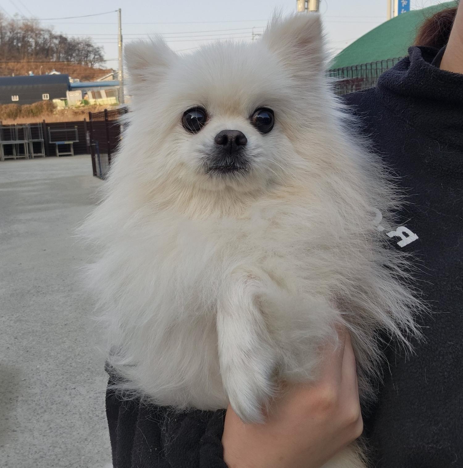 종료(입양) 포메라…