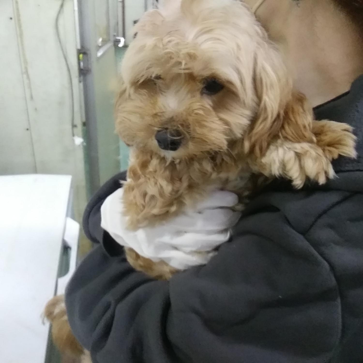 인천광역시수의사회_428353202301310