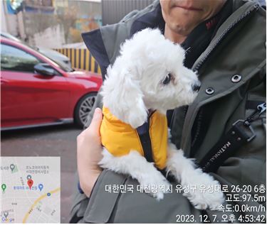 보호중 말티즈의 가…