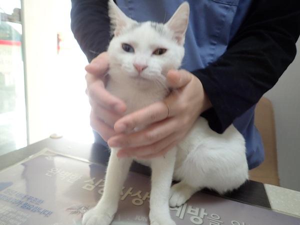 보호중 터키시 앙고…