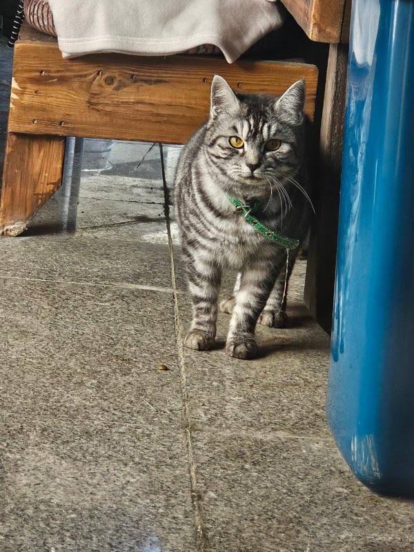[고양이] 아메리칸 쇼트헤어 충남-청양-2023-00118 유기동물 배경 이미지 입니다.