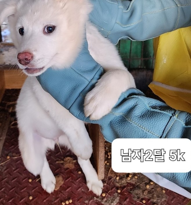 보호중 믹스견의 가…