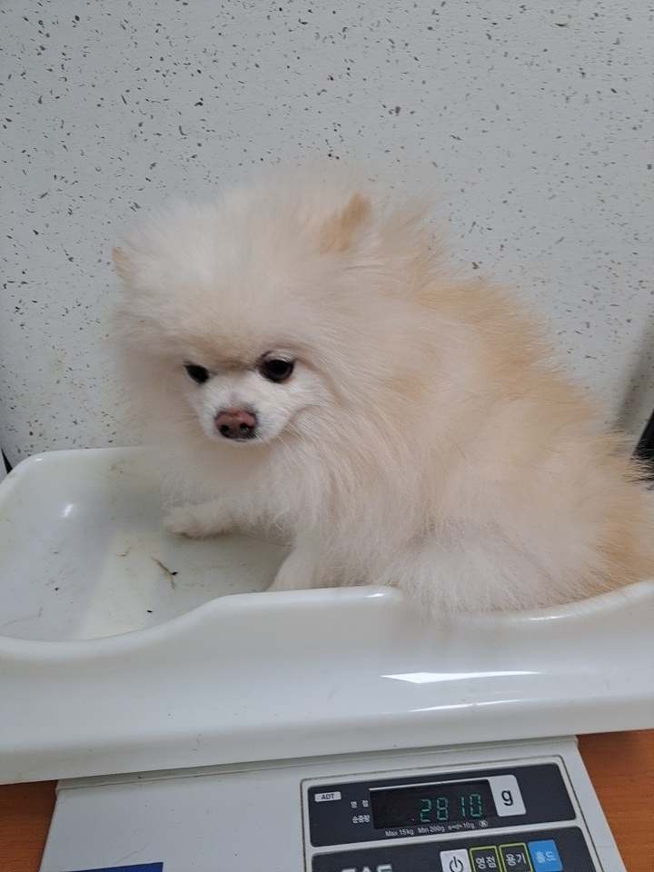 보호중 포메라니안의…