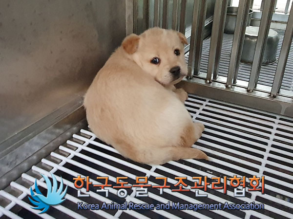 보호중 믹스견의 가…