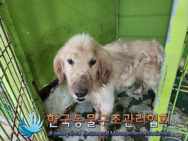보호중 골든 리트리…