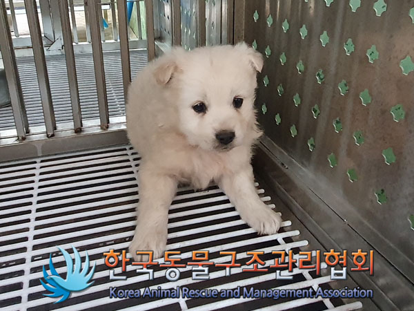 보호중 믹스견의 가…