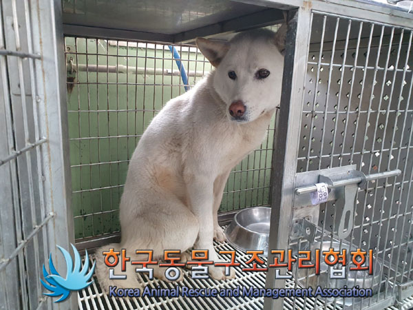 보호중 믹스견의 가…