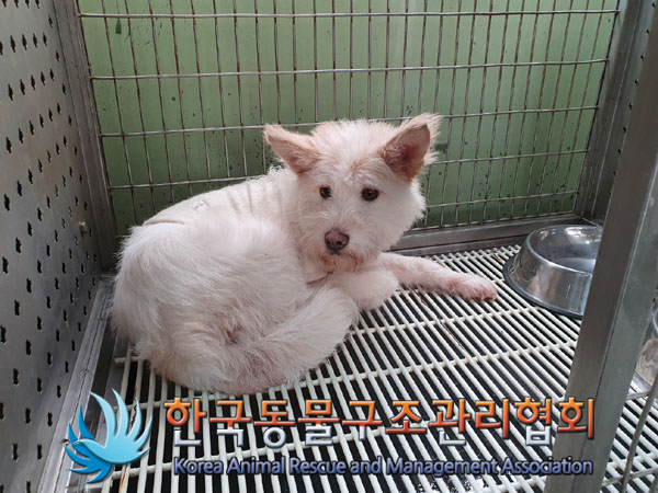 한국동물구조관리협회_411306202300864