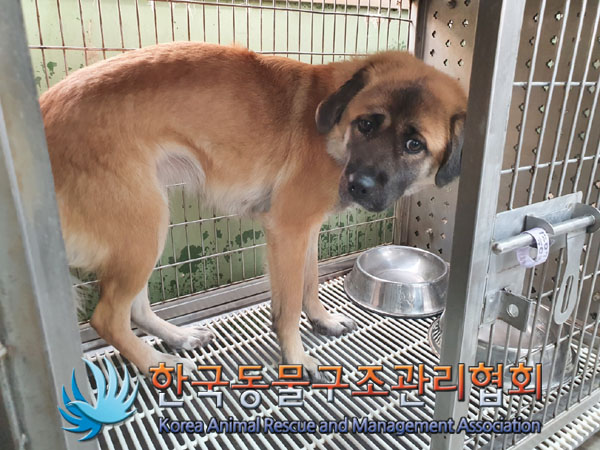 한국동물구조관리협회_441406202302056