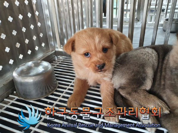 보호중 믹스견의 가…