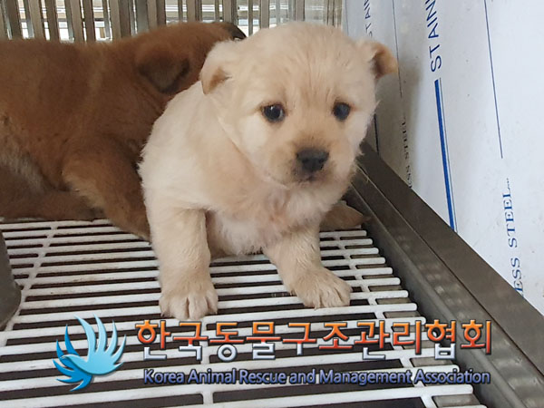 보호중 믹스견의 가…